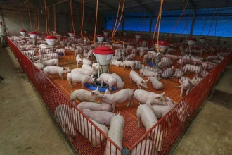 Os preços médios da carne de frango registraram queda pelo terceiro mês consecutivo em julho.