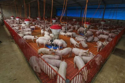 Os preços médios da carne de frango registraram queda pelo terceiro mês consecutivo em julho.