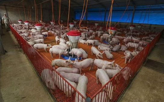 Os preços médios da carne de frango registraram queda pelo terceiro mês consecutivo em julho.