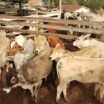 Tudo começou após um furto de gado na comunidade de Taquarimbé, em Araruna.