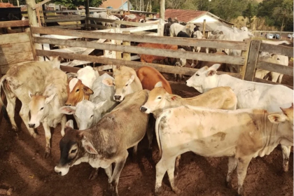 Tudo começou após um furto de gado na comunidade de Taquarimbé, em Araruna.