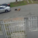 Existe um aumento de pena se ocorre a morte do animal, o que de fato aconteceu.