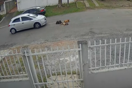 Existe um aumento de pena se ocorre a morte do animal, o que de fato aconteceu.