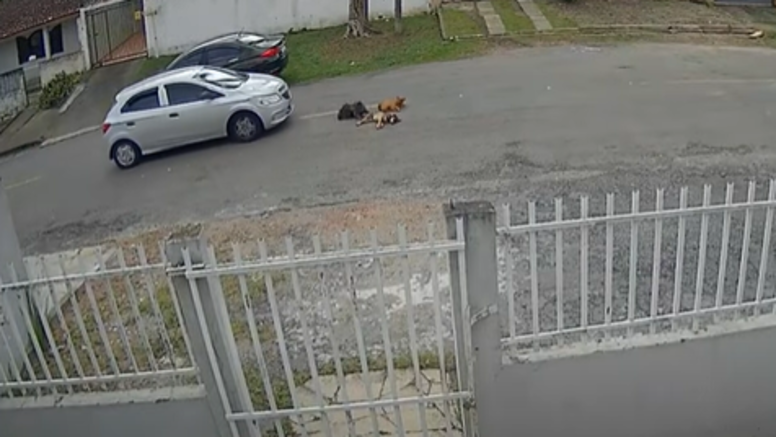 Existe um aumento de pena se ocorre a morte do animal, o que de fato aconteceu.