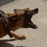 As autoridades orientam que, ao identificar sinais de agressividade, como rosnados e postura baixa, deve-se manter distância e procurar abrigo. 