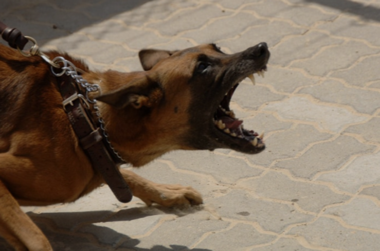 As autoridades orientam que, ao identificar sinais de agressividade, como rosnados e postura baixa, deve-se manter distância e procurar abrigo. 