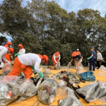 Os manguezais são ecossistemas costeiros ricos em biodiversidade e de extrema importância para o equilíbrio ambiental.
