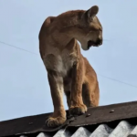 Uma fêmea de menos de um ano, foi vista em cima do teto de uma casa e acabou sendo laçada pelo morador do sítio,