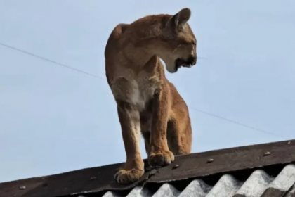 Uma fêmea de menos de um ano, foi vista em cima do teto de uma casa e acabou sendo laçada pelo morador do sítio,