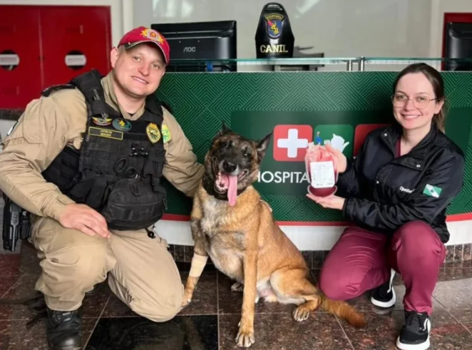 O cão policial atua em operações para detecção de entorpecentes, de armas de fogo e munição.